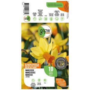 GROW by OBI Narzisse Jetfire Blumenzwiebeln, gelb-orange Blüte, 10 Stück. Für farbenfrohe Gärten.