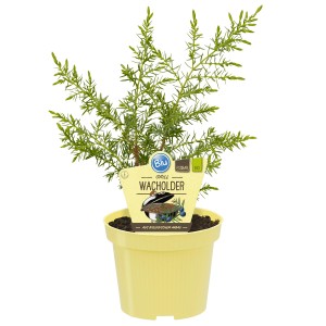 Genévrier à griller Blu en pot (Ø 12cm). Herbe aromatique avec des branches épicées et des baies aigres-douces.