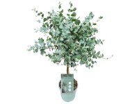 Eukalyptusbaum Eucalyptus gunnii Topf Ø 17 cm / Höhe 60 - 80 cm