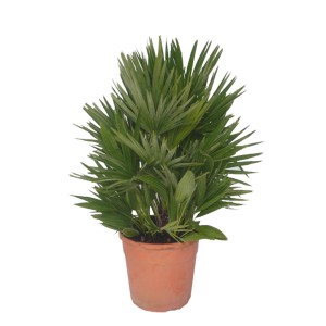 Palmier nain 'Volcano' en pot de 3 l, plante d'intérieur Chamaerops verte pour emplacements ensoleillés.