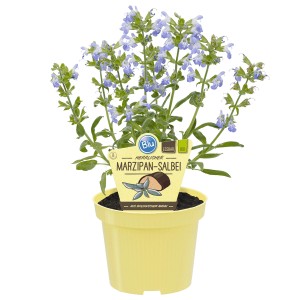 Sauge massepain Blu 'Nazareth' en pot avec des fleurs bleu-violet. Herbe de cuisine pour plats savoureux.