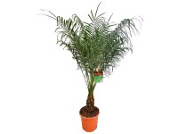 Palma da datteri nana Phoenix roebelenii vaso Ø 27 cm / altezza 80 cm