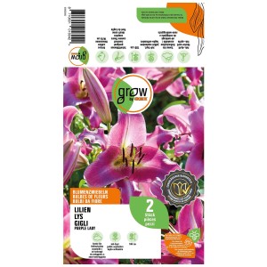 Grow by OBI Lilium Purple Lady, 2 pezzi. Bulbi da fiore con fiori viola scuro e bordi bianchi.