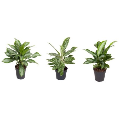 Kolbenfaden Aglaonema in Sorten Topf Ø 19 cm / Höhe ca. 40 50 cm / 1