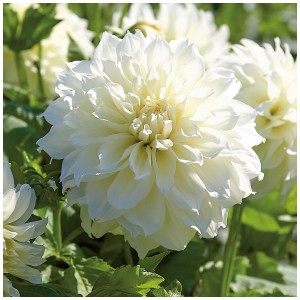 Primo piano di una Dahlia Fleurel bianca di Grow by OBI. Bulbo da fiore con petali piatti.