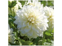 Grow by OBI Dahlie Fleurel Weiss 1 Stk. Grow by OBI Dahlie Fleurel Weiss 1 Stk.
