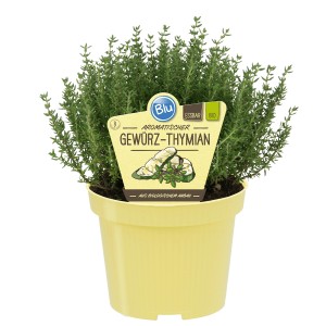 Blu Thym vrai en pot (environ 12cm Ø), herbe aromatique de cuisine avec des fleurs violettes.