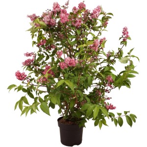 Arbusto di stelle 'Tourbillon Rouge' in fiore in vaso, alto circa 100 cm. Fiori rosa, foglie verdi.