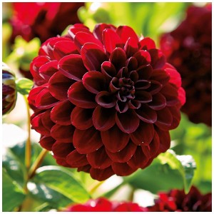 Primo piano di una dalia Arabian Night di Grow by OBI rosso scuro in piena fioritura.