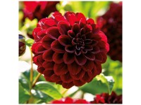 Grow by OBI Dahlie Arabian Night Rot 1 Stk. Grow by OBI Dahlie Arabian Night Rot 1 Stk.