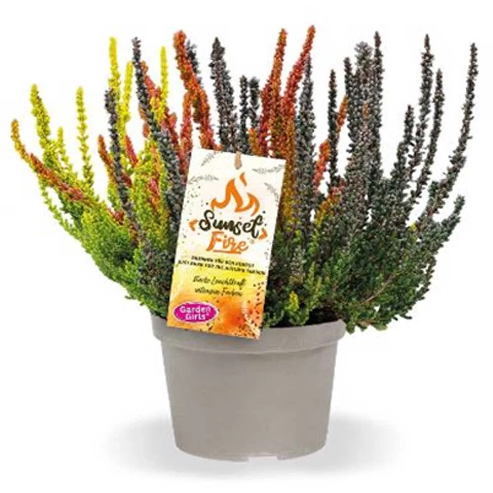 Besenheide Calluna vulgaris Sunset Fire Topf Ø 13 cm kaufen bei OBI