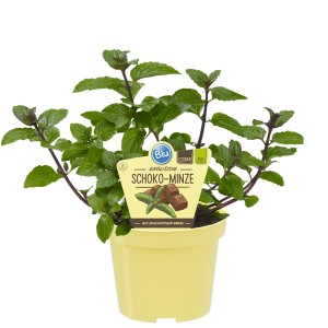 Blu Menthe Chocolat Bio en pot (Ø 12cm). Herbe de cuisine avec arôme de chocolat et de menthe poivrée.