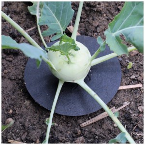 Cavolo rapa con collare nero per protezione da mosche del cavolo, accessorio per la protezione dagli insetti.