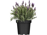 Schopf-Lavendel Busch Lavandula Topf Ø ca. 17 cm