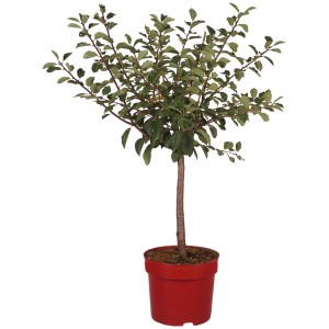 Mirabelle naine 'Nancy' en pot, env. 45 cm de haut. Fruit nain compact pour jardin et balcon.