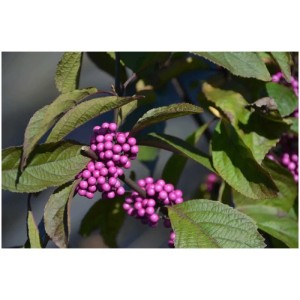 Callicarpa, pianta ornamentale con bacche viola e foglie verdi.