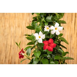 Dipladenia Spalier Duo con fiori rossi e bianchi in vaso, una pianta da vaso fiorita.