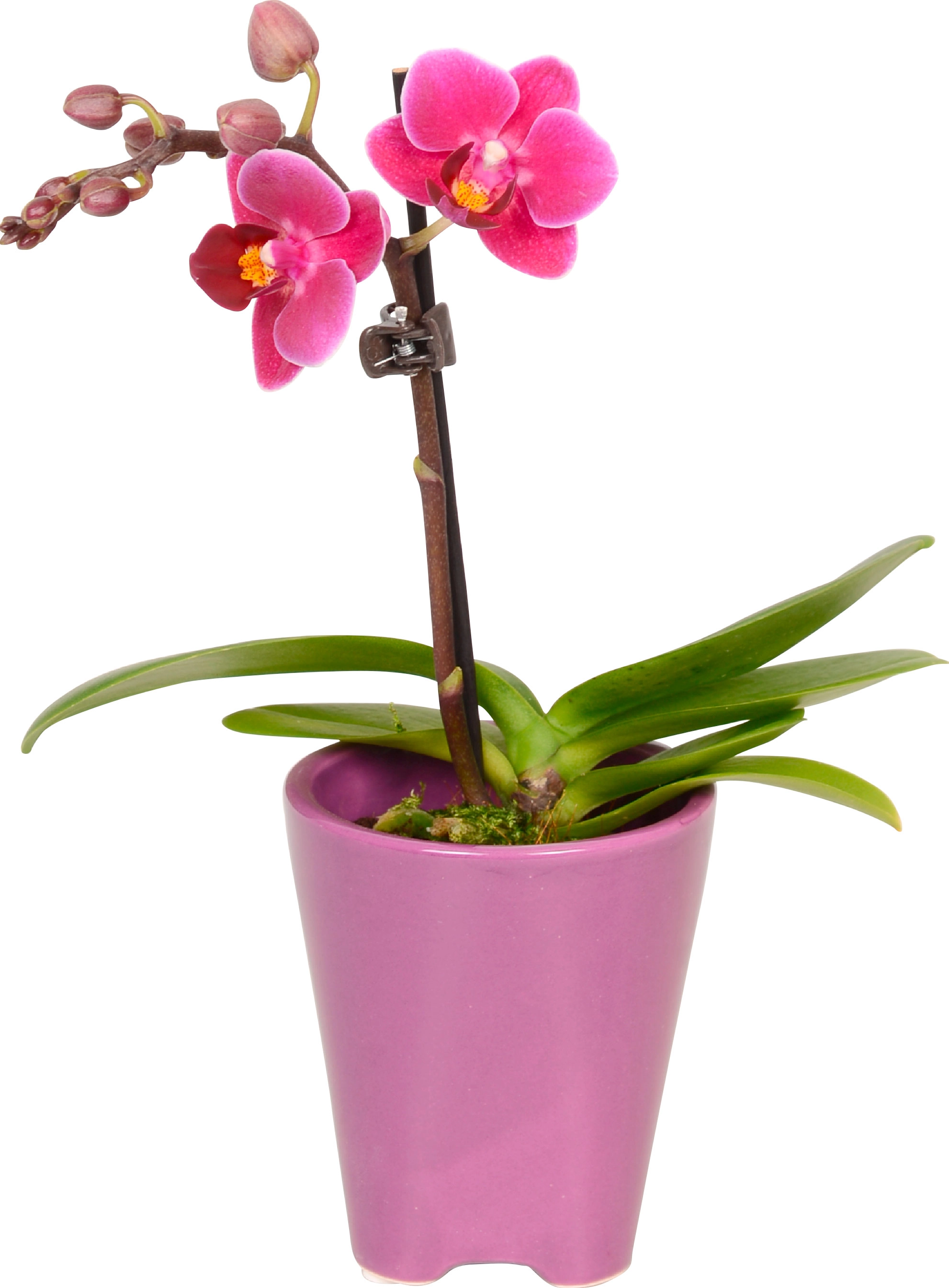 Mini orchidea farfalla Phalaenopsis 1 stelo vaso in ceramica Ø ca. 5 cm