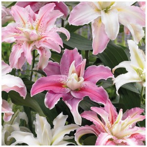 Primo piano del mix di gigli Lotus Grow by OBI, 4 pezzi, in varie tonalità di rosa e bianco.