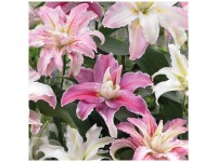 Grow by OBI Lilien Lotus Mischung 4 Stk. Grow by OBI Lilien Lotus Mischung 4 Stk.