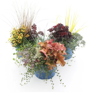 Mix di piante autunnali in vaso (Ø 23cm) con Heuchera, Ajuga, Muehlenbeckia, Lysimachia e Carex.