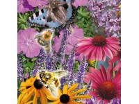 Bienen- und Schmetterlingsstauden verschiedene Sorten / 1 Stk.