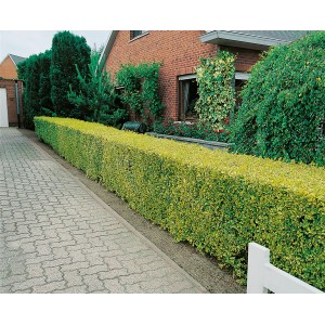 Siepe di Ligustro Aureum giallo dorato in giardino, altezza 60-80 cm.