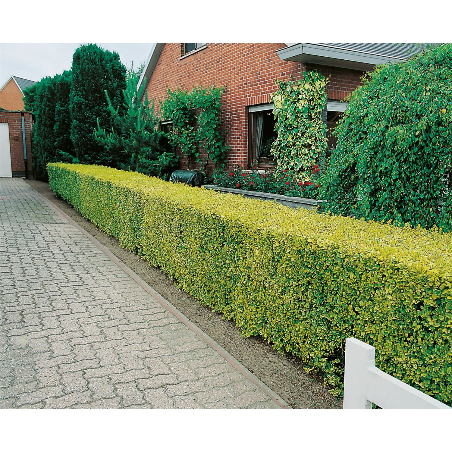 GoldLiguster Ligustrumovafolium aureum Goldgelb Topf 15 l kaufen bei OBI