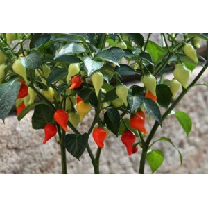 Blu Bio-Tropfen-Chili (Capsicum chinense) in vaso, con frutti rossi, gialli e verdi.