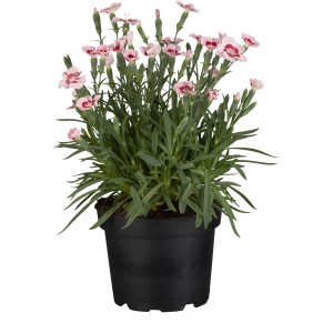 Oeillet Peach Party en pot, fleurs couleur corail. Dianthus caryophylus pour massifs et balcons.