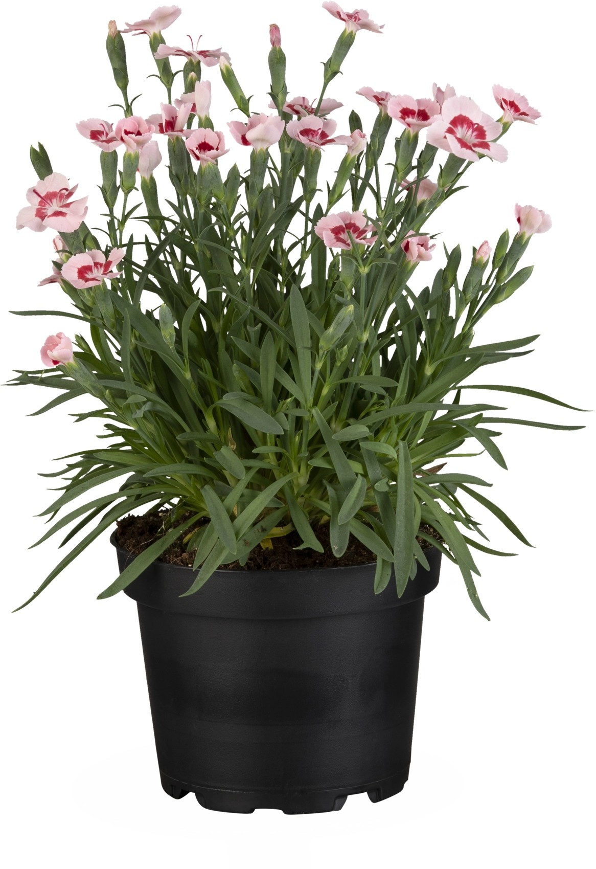 StaudenNelke Dianthus Peach Party TopfØ 12 cm kaufen bei OBI