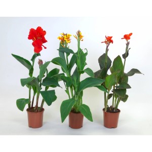 Plantes de parterre Super Mix : Trois plantes Canna colorées en pot.