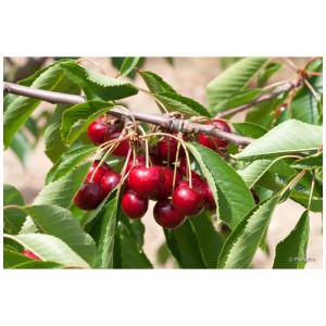 Cerises Kordia rouges et mûres sur une branche de cerisier avec des feuilles vertes.