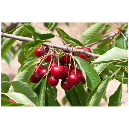 Bio Obstbaum Kirsche Kordia Spindel Topf Ø 20 cm / Höhe 60 - 180 cm