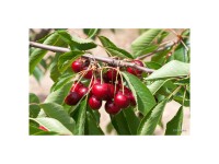 Bio Obstbaum Kirsche Kordia Spindel Topf Ø 20 cm / Höhe 60 - 180 cm