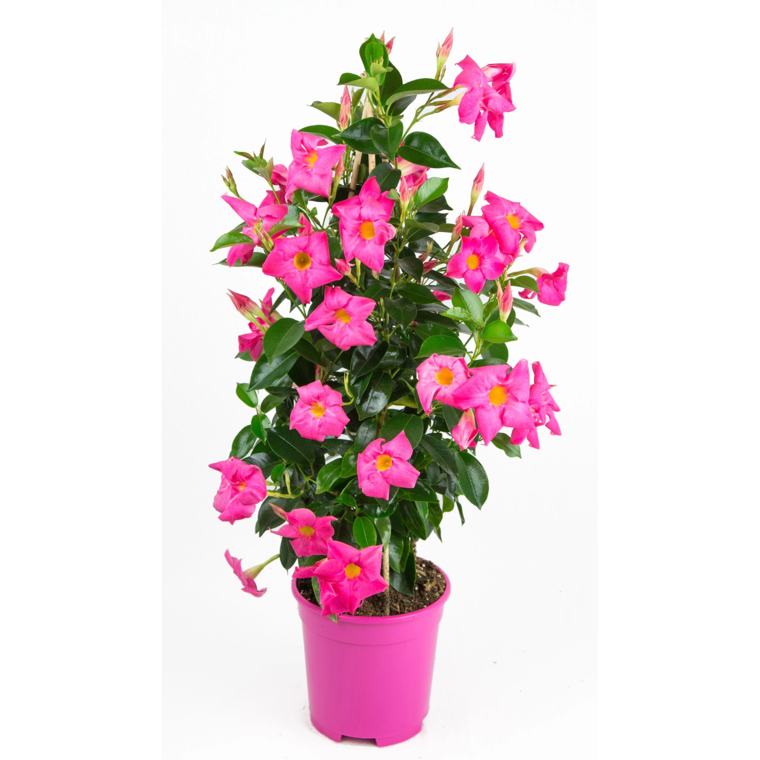 GROW by OBI Dipladenie Rosa Pyramide Dipladenia Topf Ø 17 cm kaufen bei OBI
