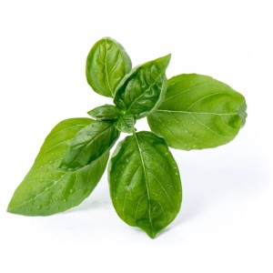 Rametto di basilico dolce biologico fresco per giardini interni Véritable.