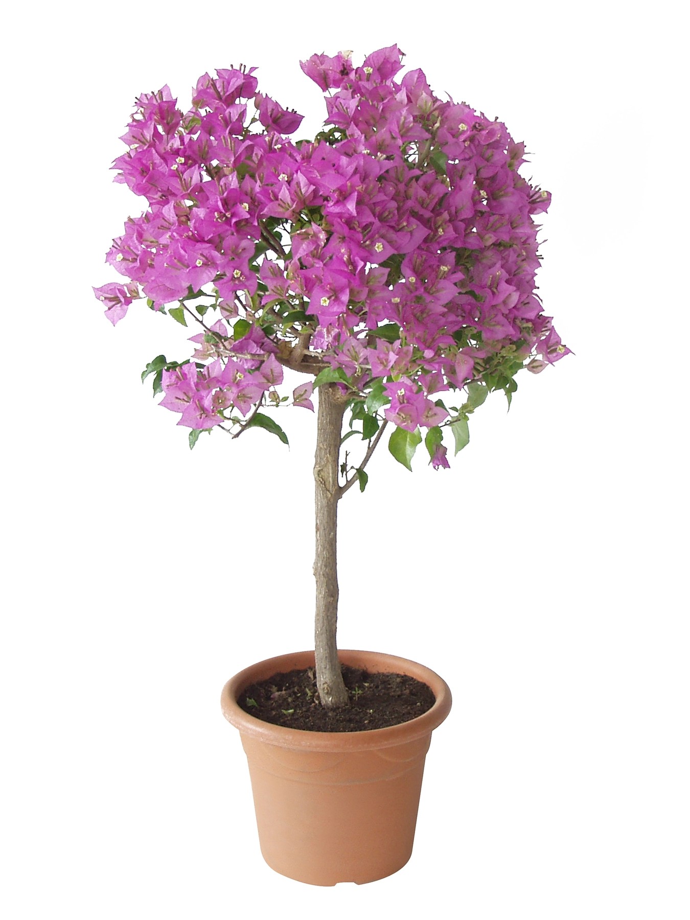 Drillingsblume Solitärstamm TopfØ ca. 30 cm Bougainvillea kaufen bei OBI