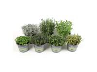 Kräuter-Mix Bio verschiedene Sorten Topf Ø 14 cm / 1 Stk.