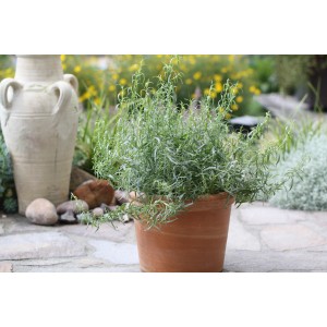 Blu Estragon Bio en pot (Ø 12cm) sur sol en pierre, avec amphore décorative en arrière-plan.
