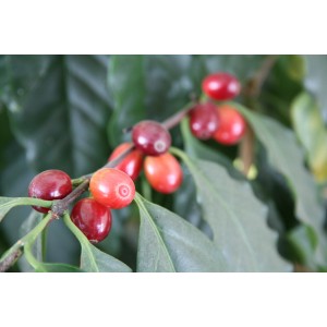Primo piano: Pianta di caffè con ciliegie rosse e foglie verdi.