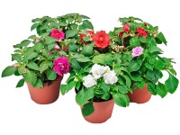 Fleissiges Lieschen Impatiens verschiedene Farben Topf Ø ca. 12 cm / 1 Stk.