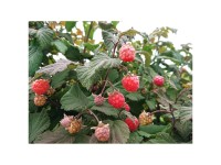 Zwerg-Sommerhimbeere Rote Schwedin Ø 19 cm