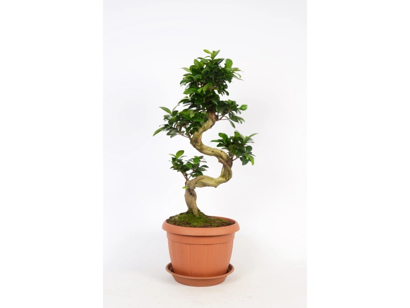 Bonsai Thai Ficus Ginseng Topf Ø ca. 25 cm kaufen bei OBI