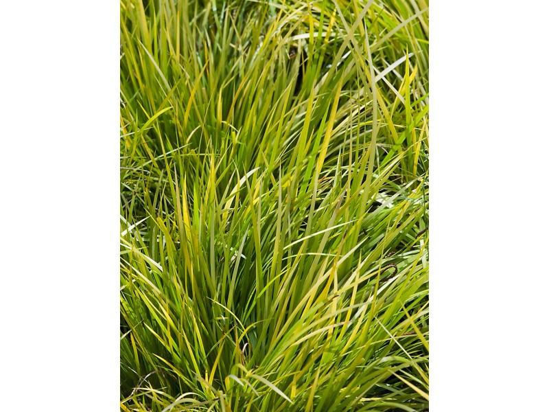 Garten Kalmus Topf Ø ca. 18 cm kaufen bei OBI