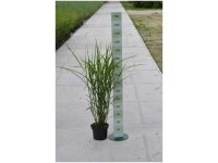 Chinaschilf Miscanthus sinensis Gelb Container 6 l Chinaschilf Miscanthus sinensis Gelb Container 6 l