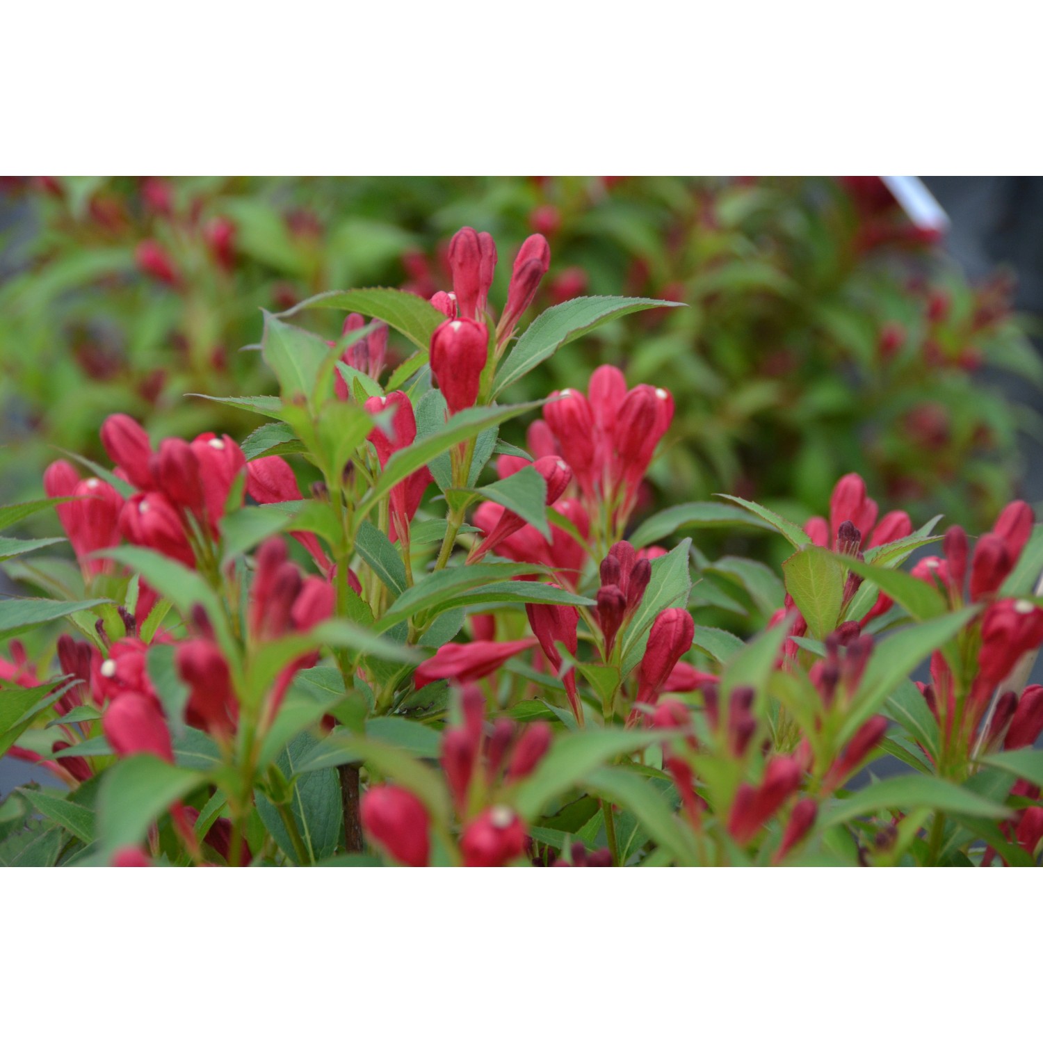 ZwergWeigelie Weigela florida All Summer Red Topf Ø 21 cm kaufen bei OBI