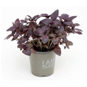 Basilic rouge bio en pot (Ø 13cm) avec feuilles rouge foncé.