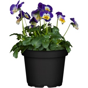 Hornveilchen Viola cornuta im Topf, zweifarbige Blüten in Lila und Gelb. Frühjahrsbepflanzung.