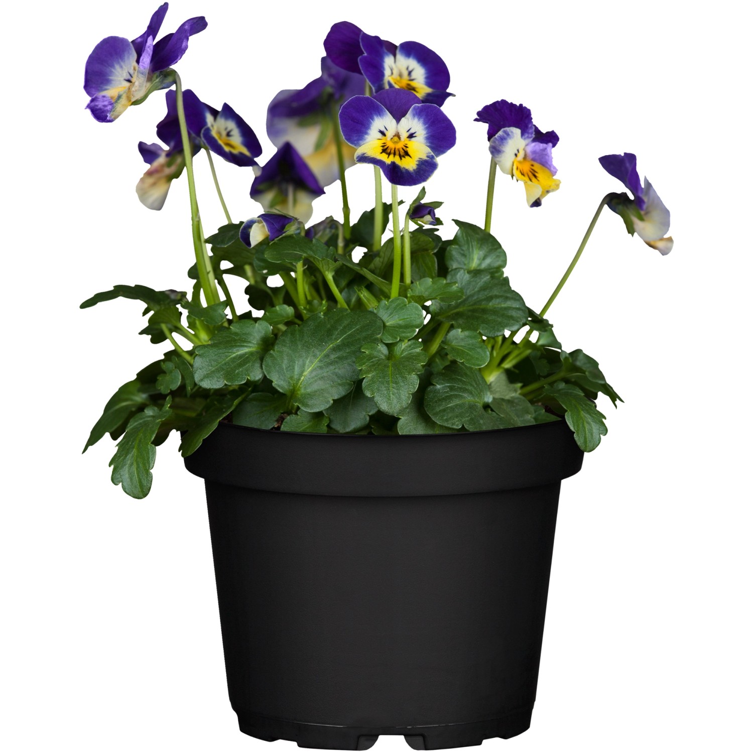 Hornveilchen Viola cornuta Topf Ø ca. 9 cm / 10erTray kaufen bei OBI